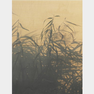 Bambus-Schatten