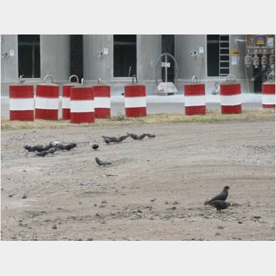 Tonnen+Tauben