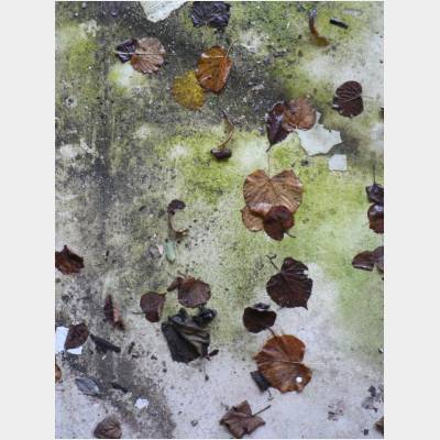 Beton und Laub