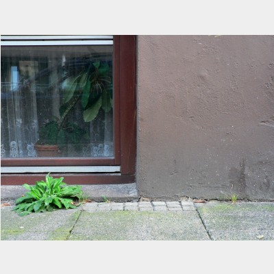 Fensterpflanze