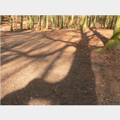 Waldboden mit Baumschatten